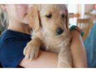 Labradoodle Puppy for sale in Kimball, MN, USA