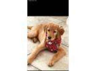 Golden Retriever Puppy for sale in Windermere, FL, USA