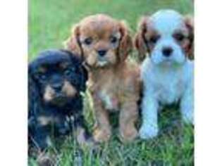 Cavalier King Charles Spaniel Puppy for sale in Bozeman, MT, USA