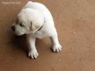 Labrador Retriever Puppy for sale in Longview, TX, USA