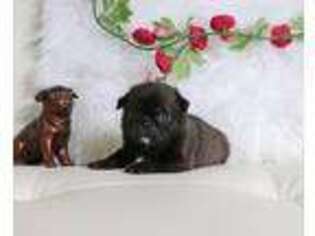 Pug Puppy for sale in Alton, IA, USA