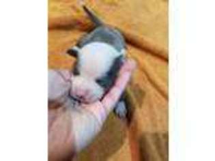 Staffordshire Bull Terrier Puppy for sale in Adkins, TX, USA