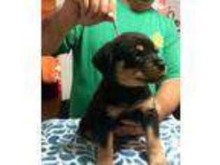 Rottweiler Puppy for sale in NEWCOMERSTOWN, OH, USA