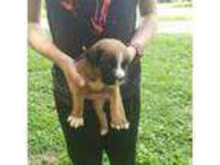 Boxer Puppy for sale in Loogootee, IN, USA
