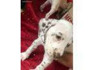 Dalmatian Puppy for sale in New Milford, CT, USA