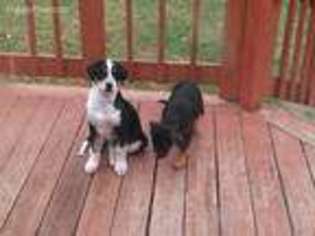 Bernese Mountain Dog Puppy for sale in Chandler, TX, USA
