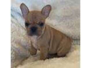 French Bulldog Puppy for sale in Spencer, IA, USA