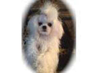 Maltese Puppy for sale in Altamonte Springs, FL, USA