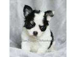 Chihuahua Puppy for sale in Shawsville, VA, USA
