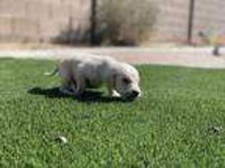 Goldendoodle Puppy for sale in Yuma, AZ, USA