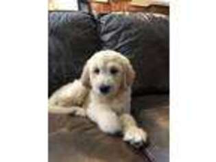 Goldendoodle Puppy for sale in Mount Pleasant, SC, USA