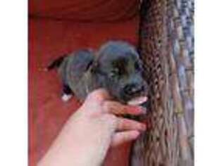 Mastiff Puppy for sale in Wintersville, OH, USA