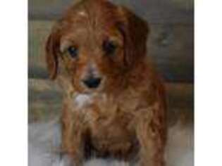 Cavapoo Puppy for sale in Winchester, OH, USA
