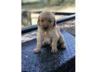 Golden Retriever Puppy for sale in Hartselle, AL, USA