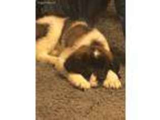 Saint Bernard Puppy for sale in Ironton, OH, USA