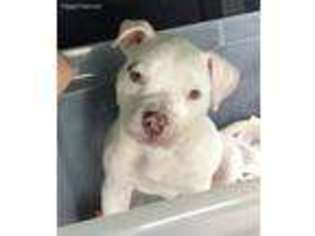 American Bulldog Puppy for sale in Pasadena, MD, USA