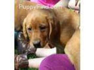 Labrador Retriever Puppy for sale in Millville, MN, USA