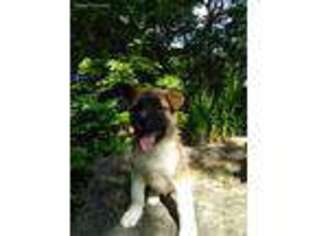 Akita Puppy for sale in Belfast, ME, USA