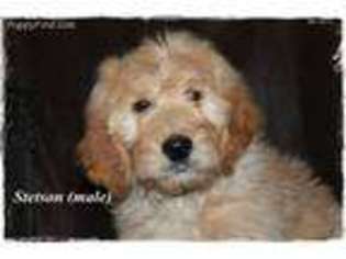 Golden Retriever Puppy for sale in Aurora, MO, USA