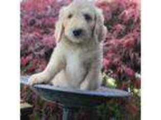Saint Bernard Puppy for sale in Seattle, WA, USA
