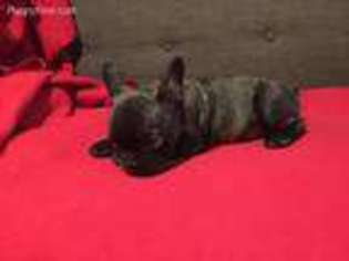 French Bulldog Puppy for sale in Linden, NJ, USA