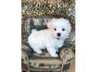 Maltese Puppy for sale in Jerome, MI, USA
