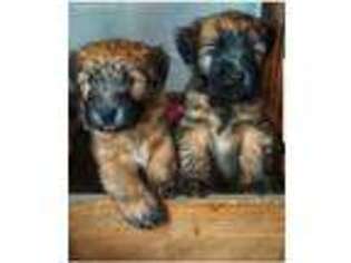 Soft Coated Wheaten Terrier Puppy for sale in Meriden, IA, USA