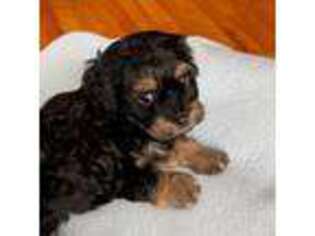 Cavapoo Puppy for sale in Arab, AL, USA