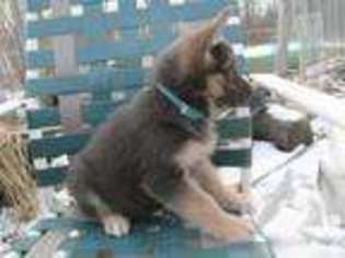 German Shepherd Dog Puppy for sale in MECHANICSBURG, PA, USA