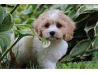 Cavachon Puppy for sale in Columbus, OH, USA