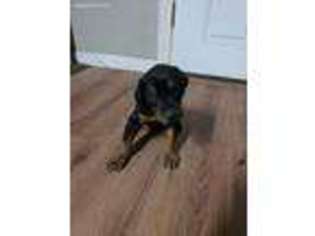 Doberman Pinscher Puppy for sale in Delta, OH, USA