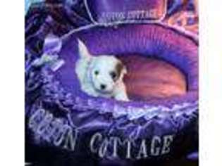 Coton de Tulear Puppy for sale in Sedona, AZ, USA