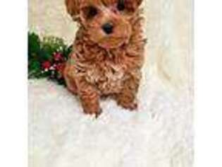 Maltese Puppy for sale in Wentworth, MO, USA