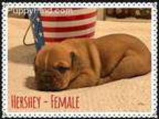 Olde English Bulldogge Puppy for sale in Bulverde, TX, USA