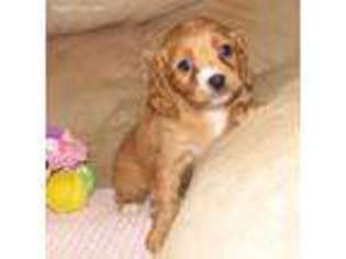 Cavapoo Puppy for sale in Billings, MO, USA