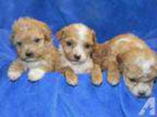 Bichon Frise Puppy for sale in APEX, NC, USA