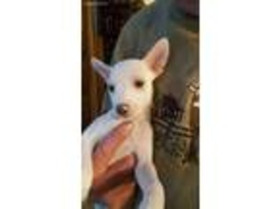 Rat Terrier Puppy for sale in De Mossville, KY, USA