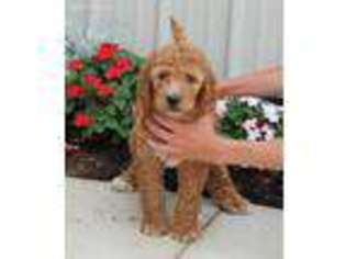 Labradoodle Puppy for sale in Berlin, OH, USA