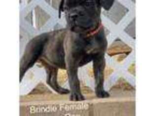 Cane Corso Puppy for sale in Murrieta, CA, USA