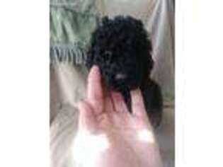 Labradoodle Puppy for sale in White Bird, ID, USA