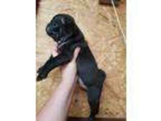 Pug Puppy for sale in Shelbyville, KY, USA