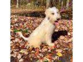 Mutt Puppy for sale in Attleboro, MA, USA