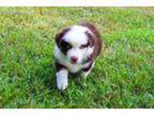 Australian Shepherd Puppy for sale in Eldon, MO, USA