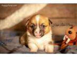 Pembroke Welsh Corgi Puppy for sale in California, MO, USA