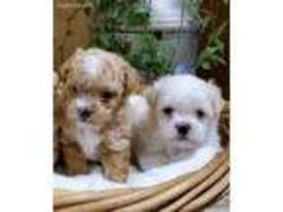 Cavapoo Puppy for sale in Plainfield, IL, USA