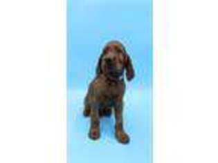 Irish Setter Puppy for sale in Stanwood, WA, USA