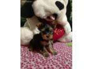 Yorkshire Terrier Puppy for sale in Rogersville, TN, USA