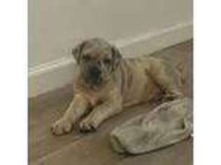 Neapolitan Mastiff Puppy for sale in Jonesboro, GA, USA