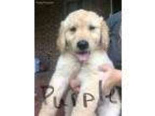 Golden Retriever Puppy for sale in Cookeville, TN, USA