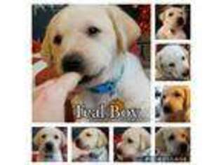 Labrador Retriever Puppy for sale in Gloster, MS, USA